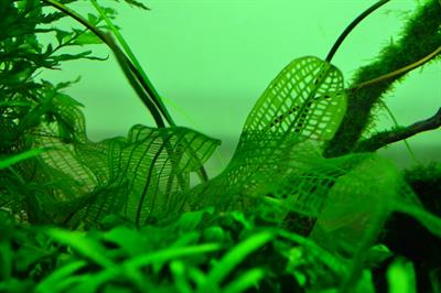 Aponogeton madagasca